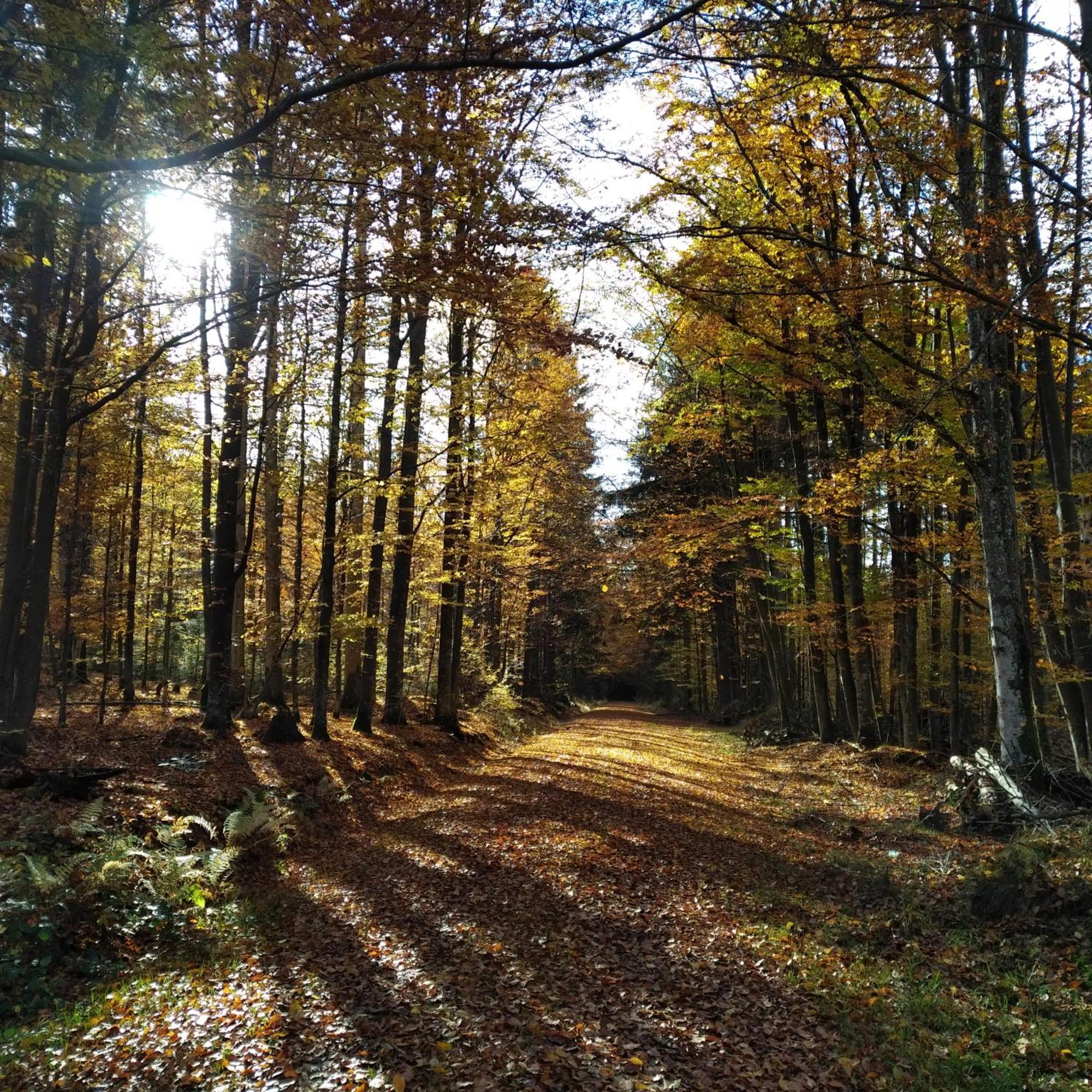 Haus Jaegerfleck, Ihre Ferienwohnungen Am Nationalpark Bayerischer Wald Spiegelau Esterno foto